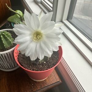 Meet your Posher, Lynn